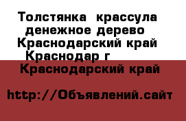 Толстянка (крассула) денежное дерево - Краснодарский край, Краснодар г.  »    . Краснодарский край